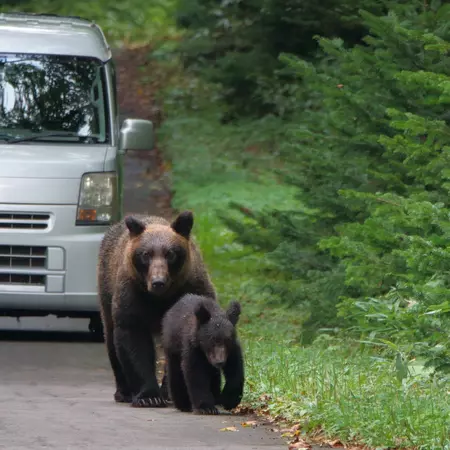 A family of brown bears walking in front of a car on the road in Shiretoko Peninsula, Hokkaido.