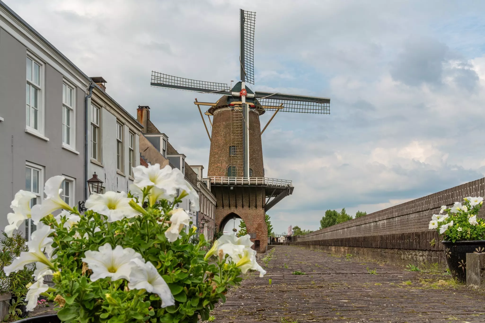 White petunias in planters are seen on a village lane, with a large windmill in the distance.