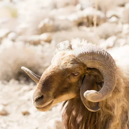 An Awassi sheep in Wadi Dana.