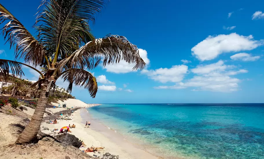 Palm tree over a pale sand beach with sunbathers and clear turquoise water at Playa del Matorral, Morro Jable