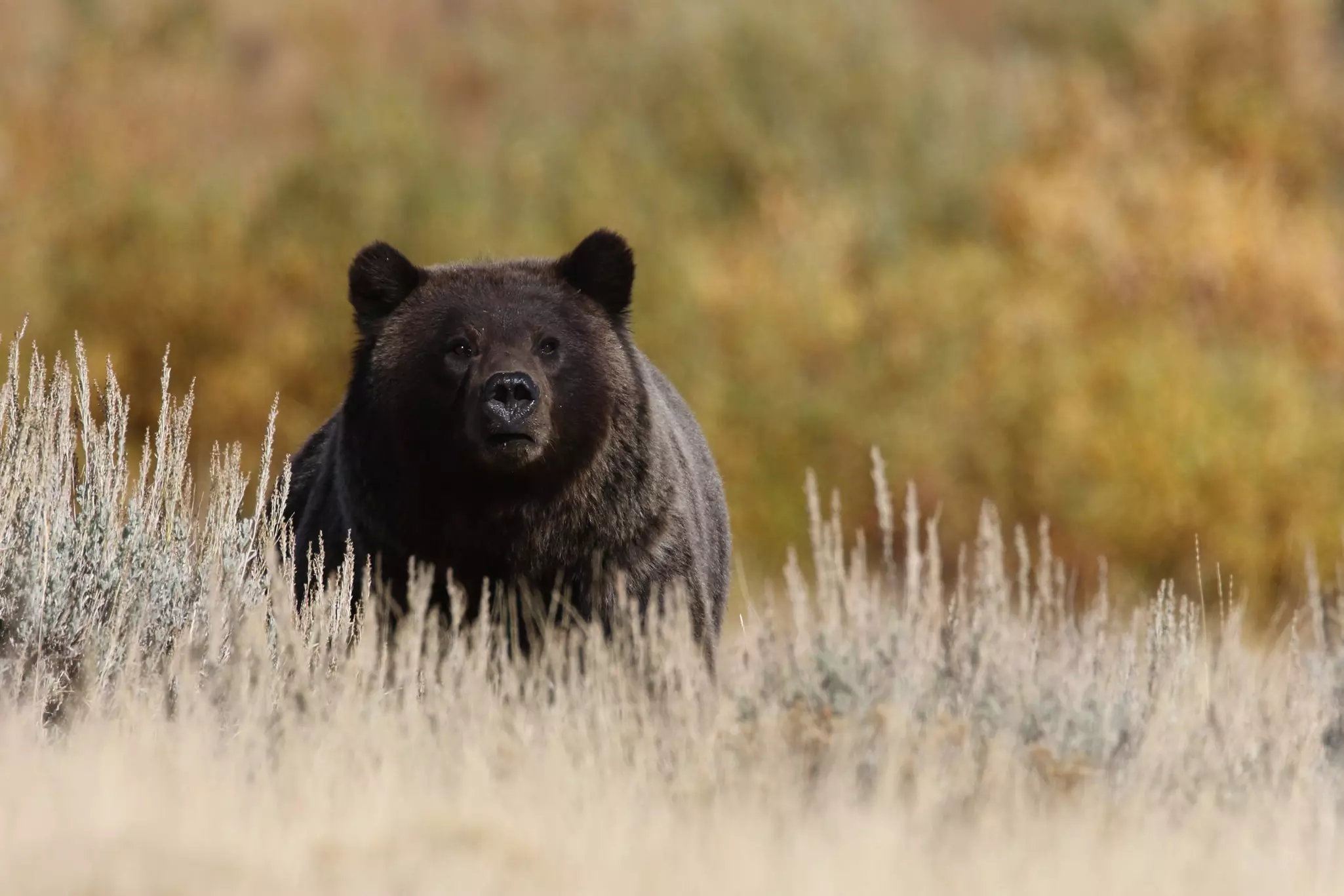 A large grizzly bear in grassland