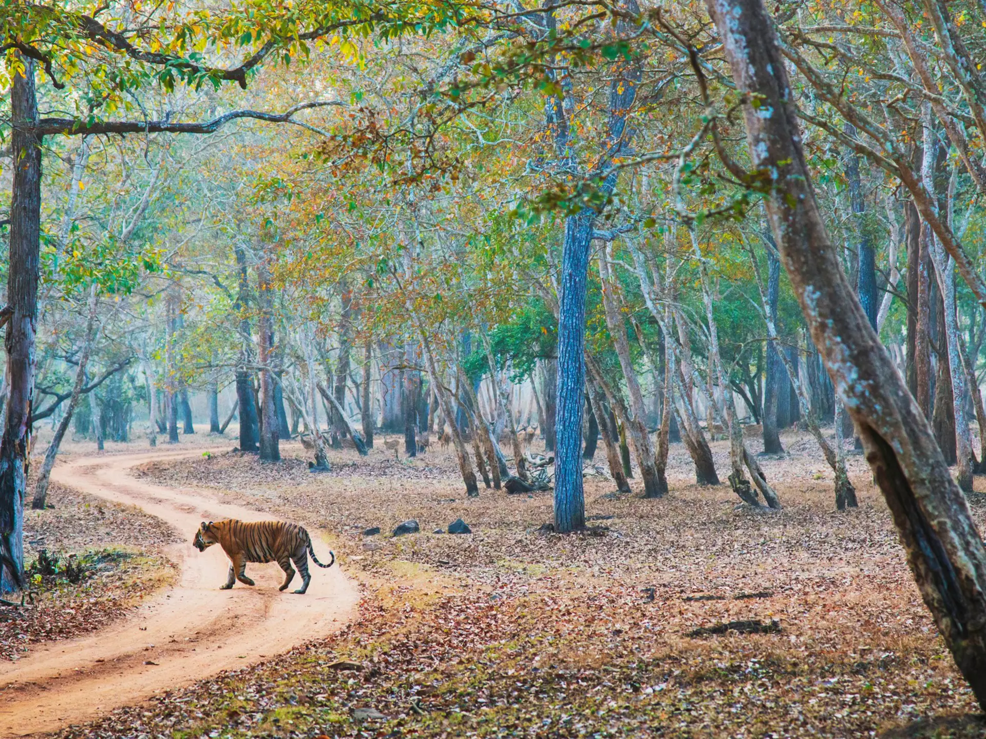 From tiger-spotting safaris to diving on coral reefs, India is alive with wildlife experiences. andrijosef/Shutterstock