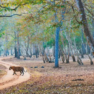 From tiger-spotting safaris to diving on coral reefs, India is alive with wildlife experiences. andrijosef/Shutterstock