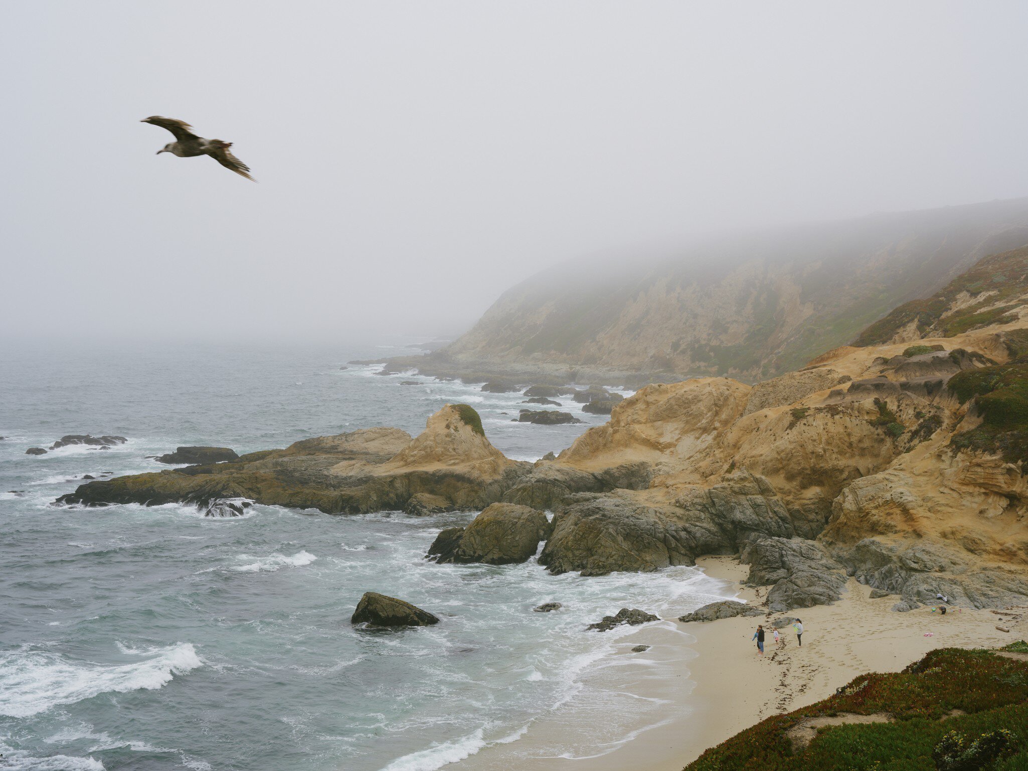 A foggy day unfolds at Bodega Head, California.