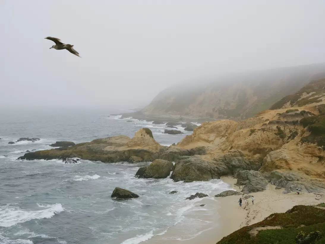 A foggy day unfolds at Bodega Head, California.