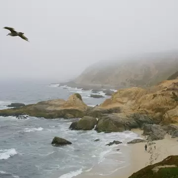 A foggy day unfolds at Bodega Head, California.