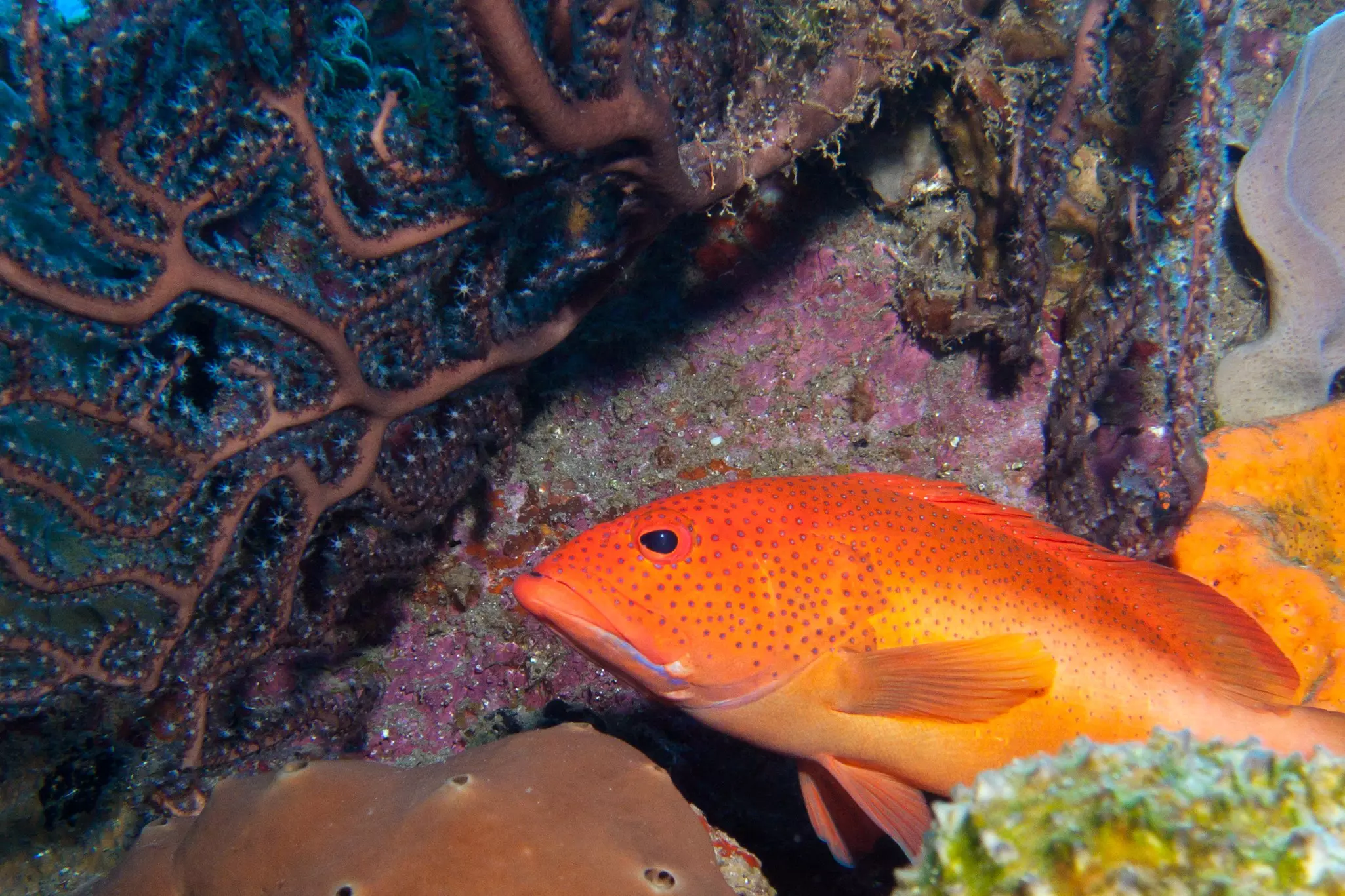 Colorful marine life abounds in the waters around Saba © DJ Mattaar / Shutterstock