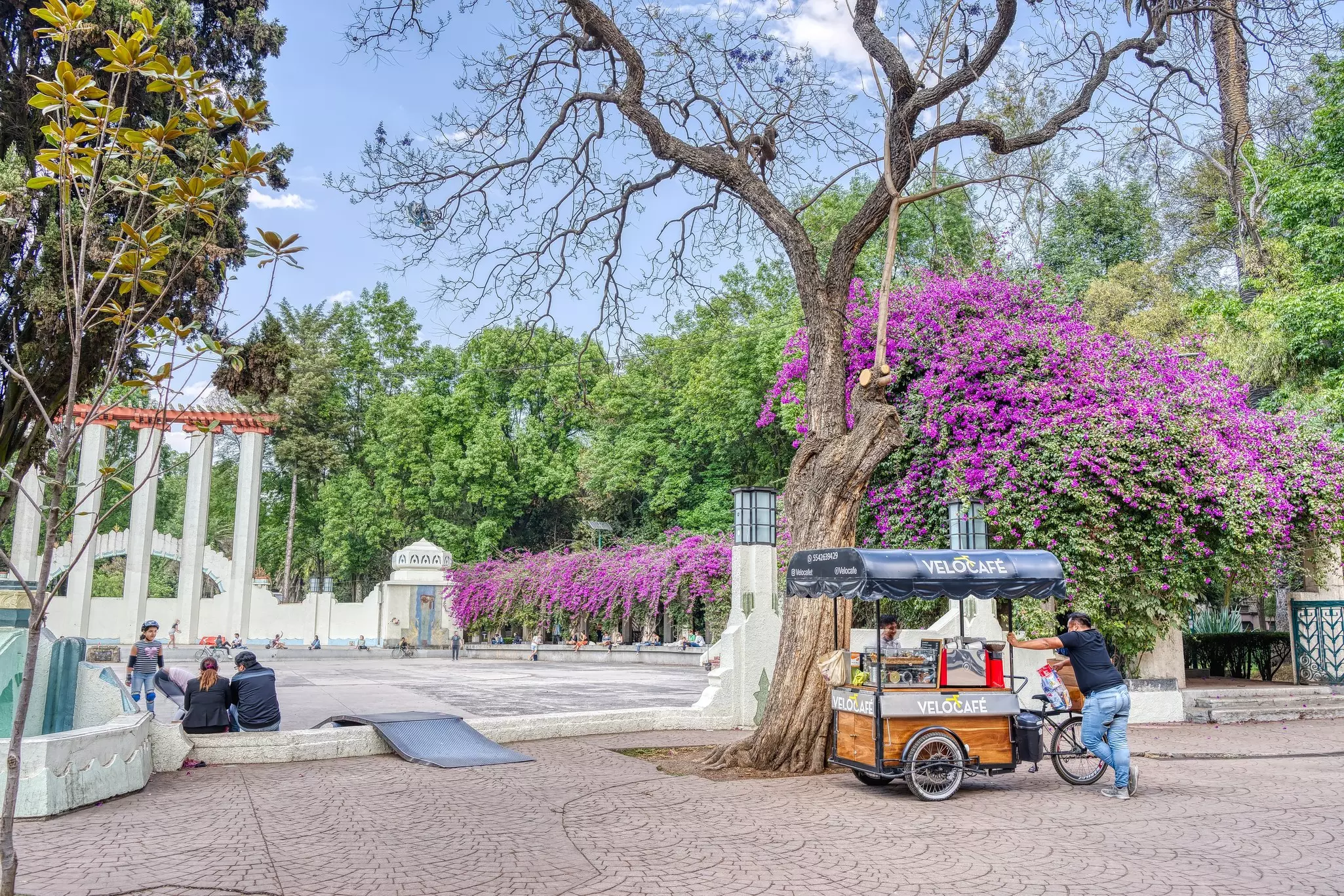 A couple sit in pretty parkland with jacaranda trees in bloom