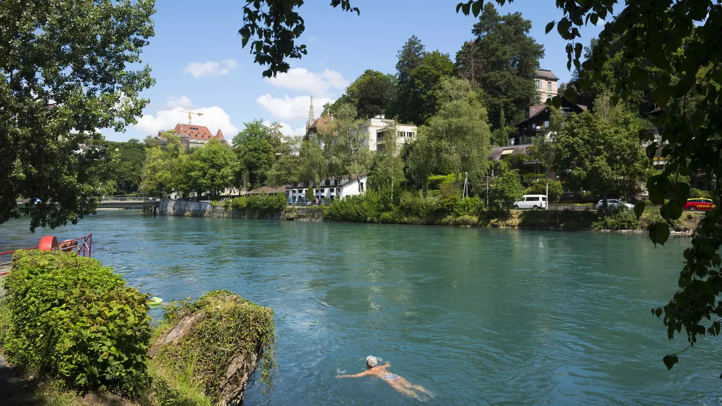 An older woman swims breaststroke near the bank of a wide river on a sunny day. On the opposite bank are buildings obscured by large trees.