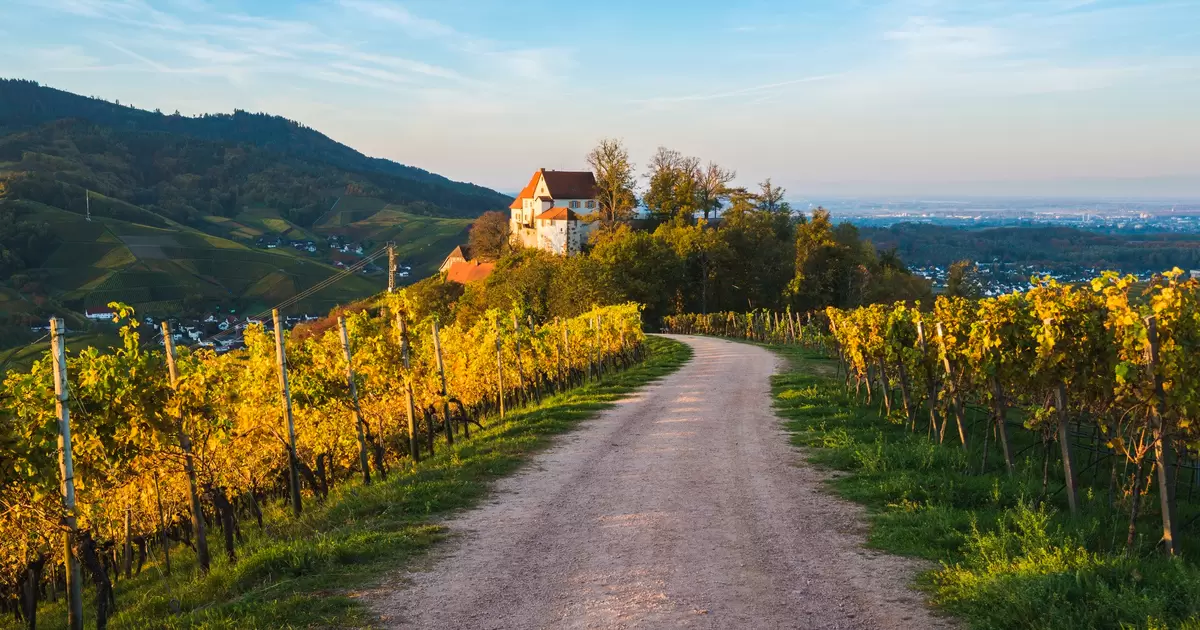 Wine on the Rhine: three German wine regions off the beaten path ...