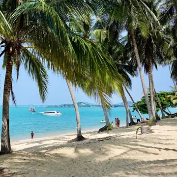 Mae Nam Beach Koh Samui, Thailand. Blue water, sand, and rows of palm trees. 
