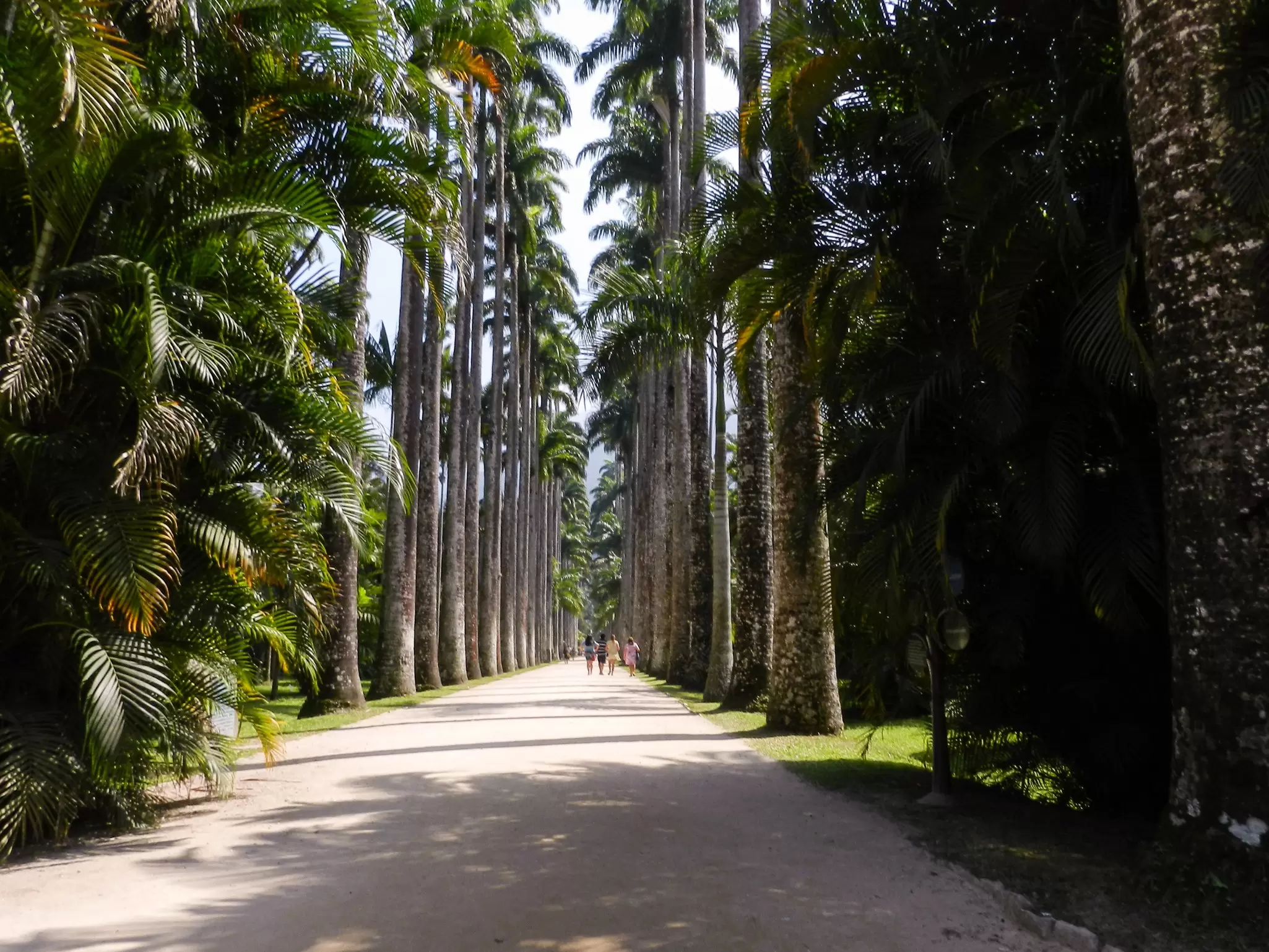 View of the walking trail in the middle of the Imperial Palm Trees of the Jardim Botânico in Rio de Janeiro, Brazil.