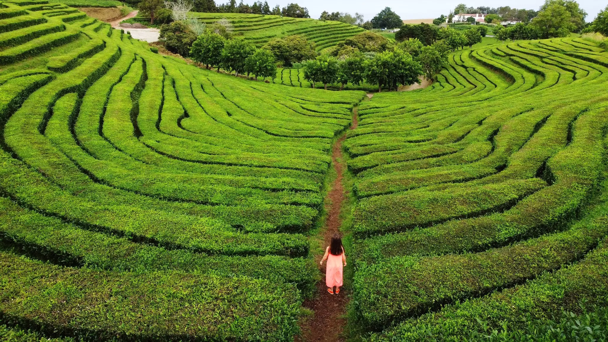 Gorreana Tea factory and field is one of the mosr popular tourist attraction Acores. Tourist woman on tea plantation in Azores Sao Miguel. Portugal travel. Aerial view, License Type: media, Download Time: 2025-05-12T20:10:08.000Z, User: rhylton_redventures, Editorial: false, purchase_order: 65050 - Digital Destinations and Articles, job: Lonely Planet, client: wip, other: Rhianydd Hylton