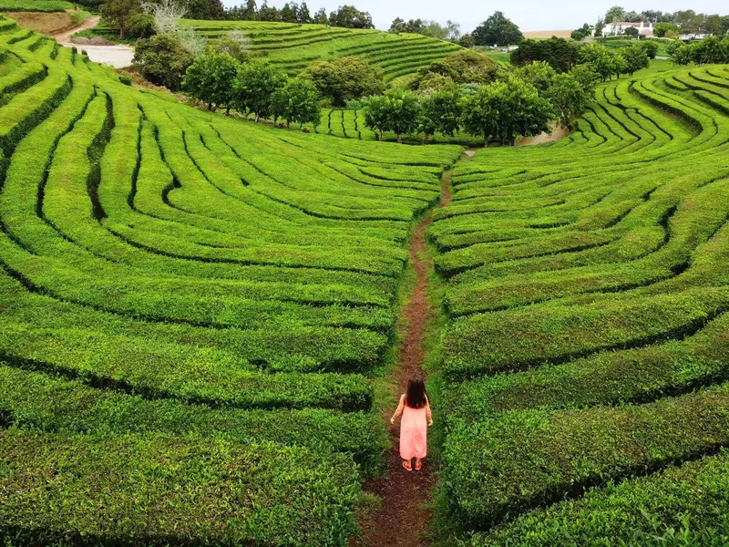 A woman walks through rows of green plants at a tea plantation.