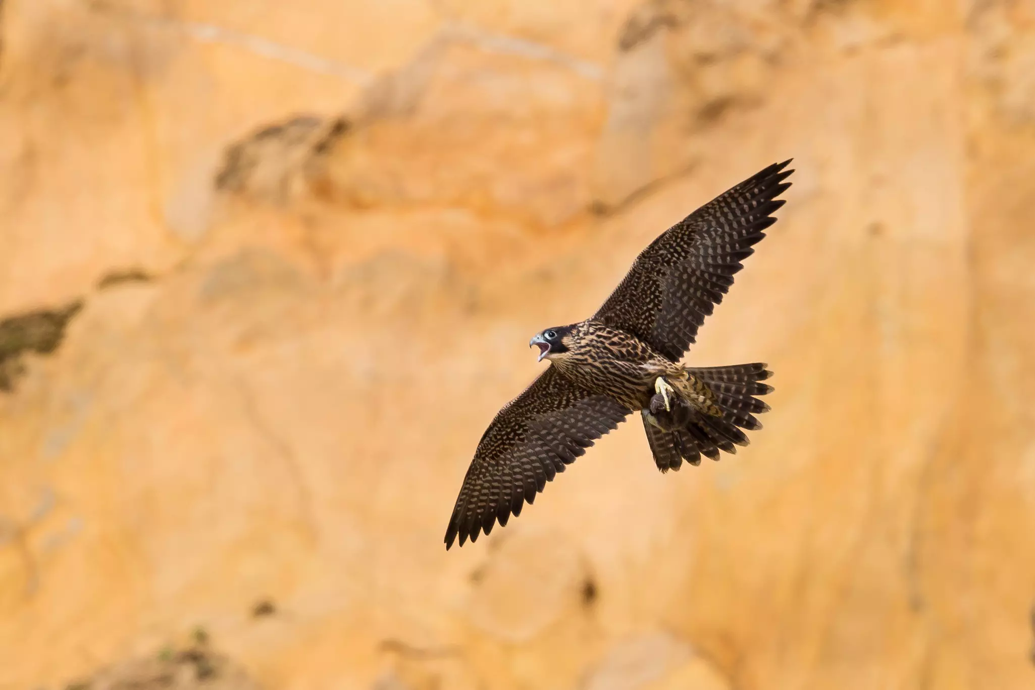 Juvenile Peregrine Falcon in flight © Keneva Photography / Shutterstock