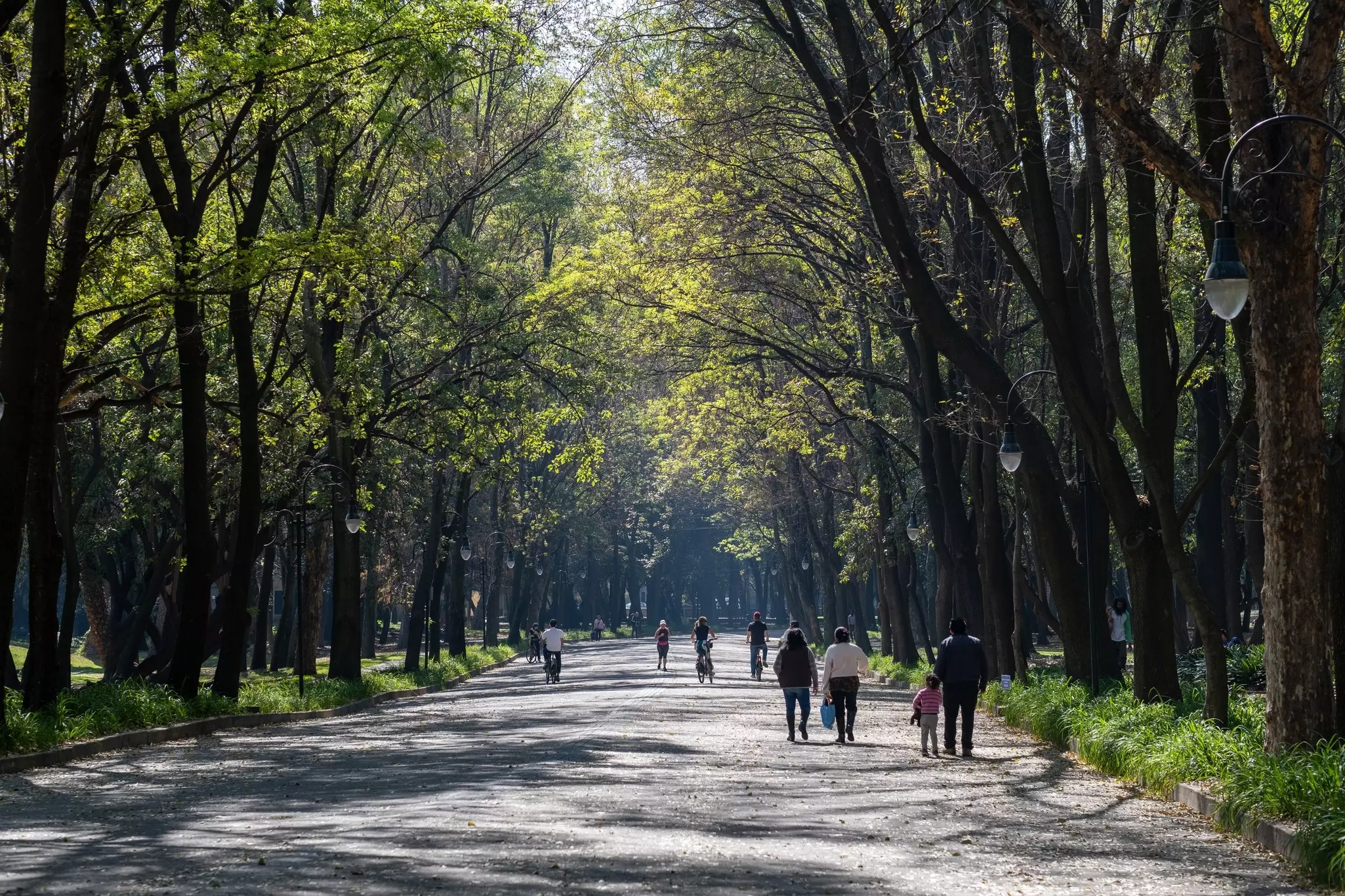People walk down a wide path shaded by tall trees in a city park.