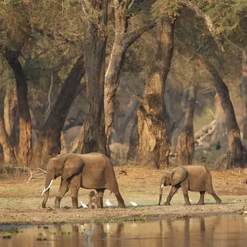 African elephants - Loxodonta africana - walking past a waterhole in acacia woodlands at dawn,  Mana Pools National Park, Zimbabwe, Africa