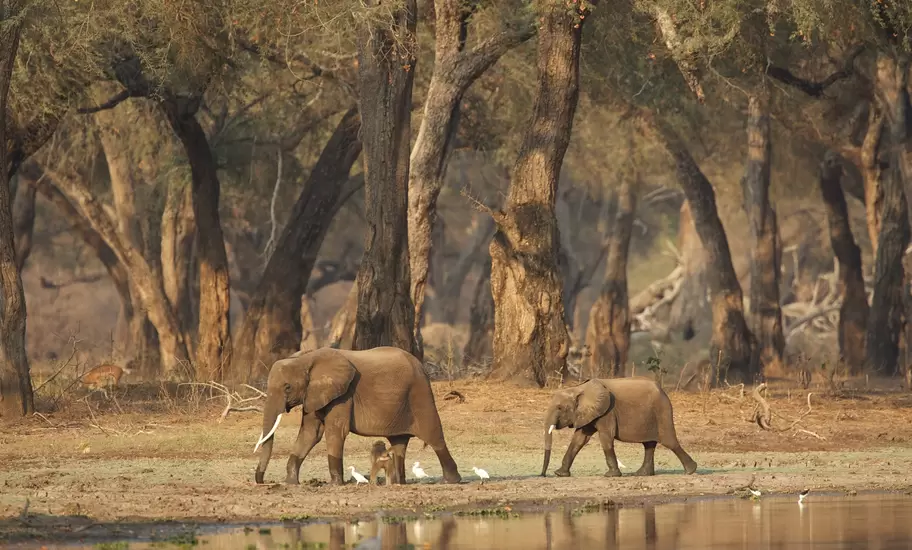 African elephants - Loxodonta africana - walking past a waterhole in acacia woodlands at dawn,  Mana Pools National Park, Zimbabwe, Africa