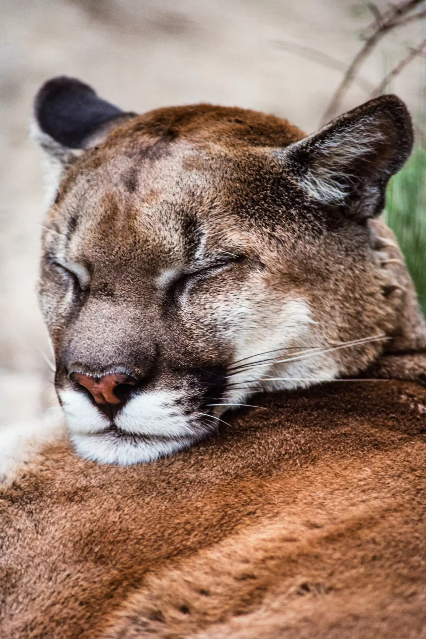 Image of a sleeping cougar, Vancouver Island, BC, Canada, License Type: media, Download Time: 2025-12-05T00:01:59.000Z, User: catalinaaragon, Editorial: false, purchase_order: 56530 - Guidebooks, job: Global Publishing WIP, client: Canada 17, other: Lonely Planet
