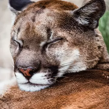 Image of a sleeping cougar, Vancouver Island, BC, Canada, License Type: media, Download Time: 2025-12-05T00:01:59.000Z, User: catalinaaragon, Editorial: false, purchase_order: 56530 - Guidebooks, job: Global Publishing WIP, client: Canada 17, other: Lonely Planet