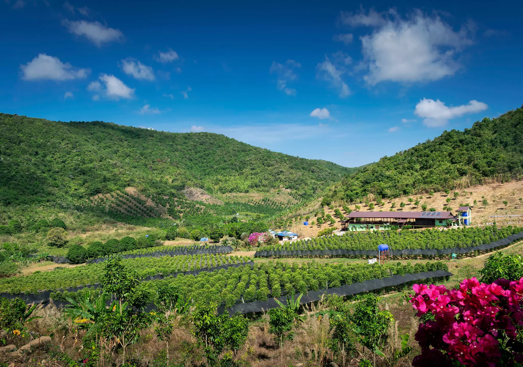 A green valley in Cambodia with rows of pepper plants.
