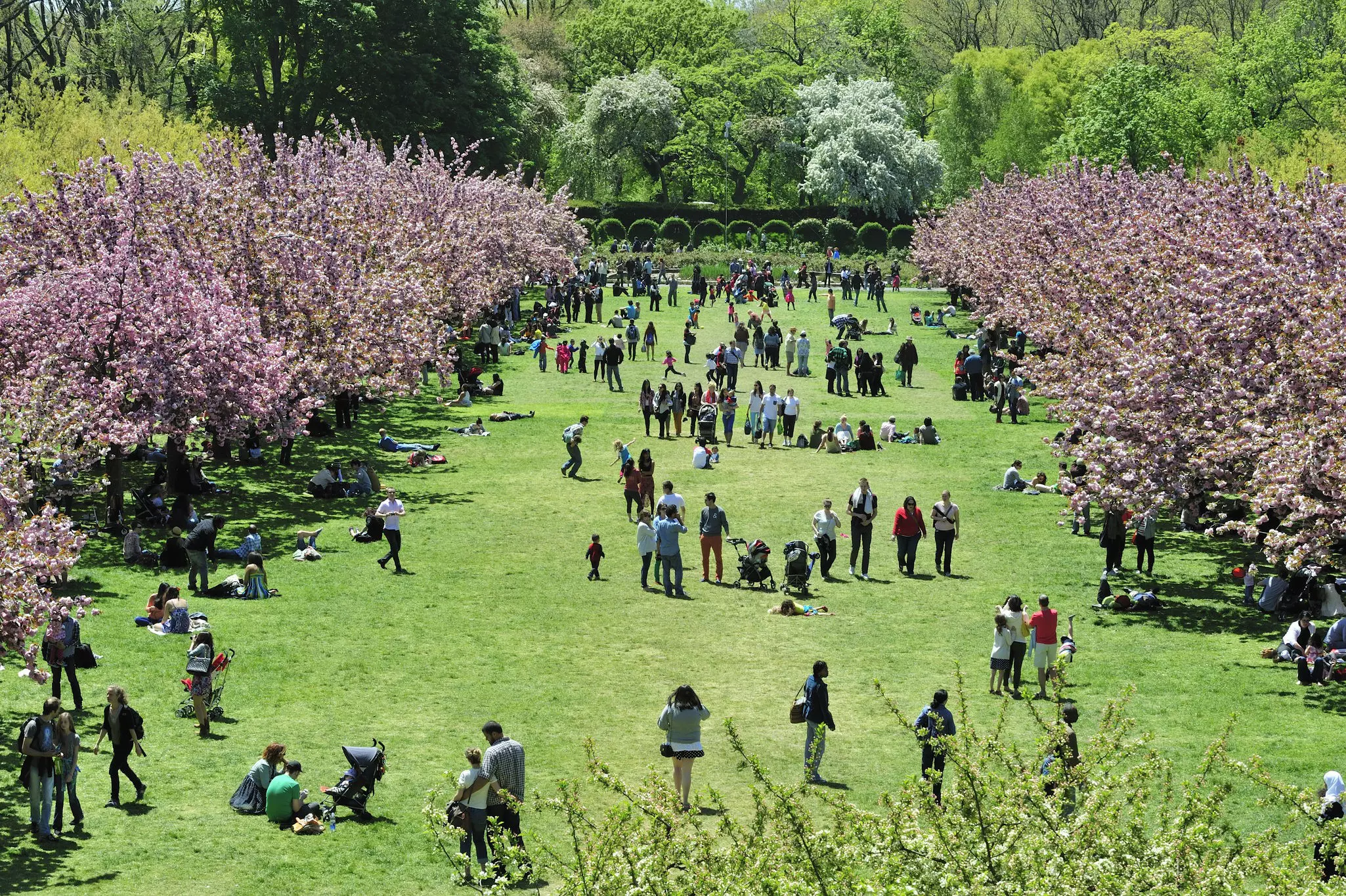 Cherry Blossom in full broom in Brooklyn Botanic Garden, New York.