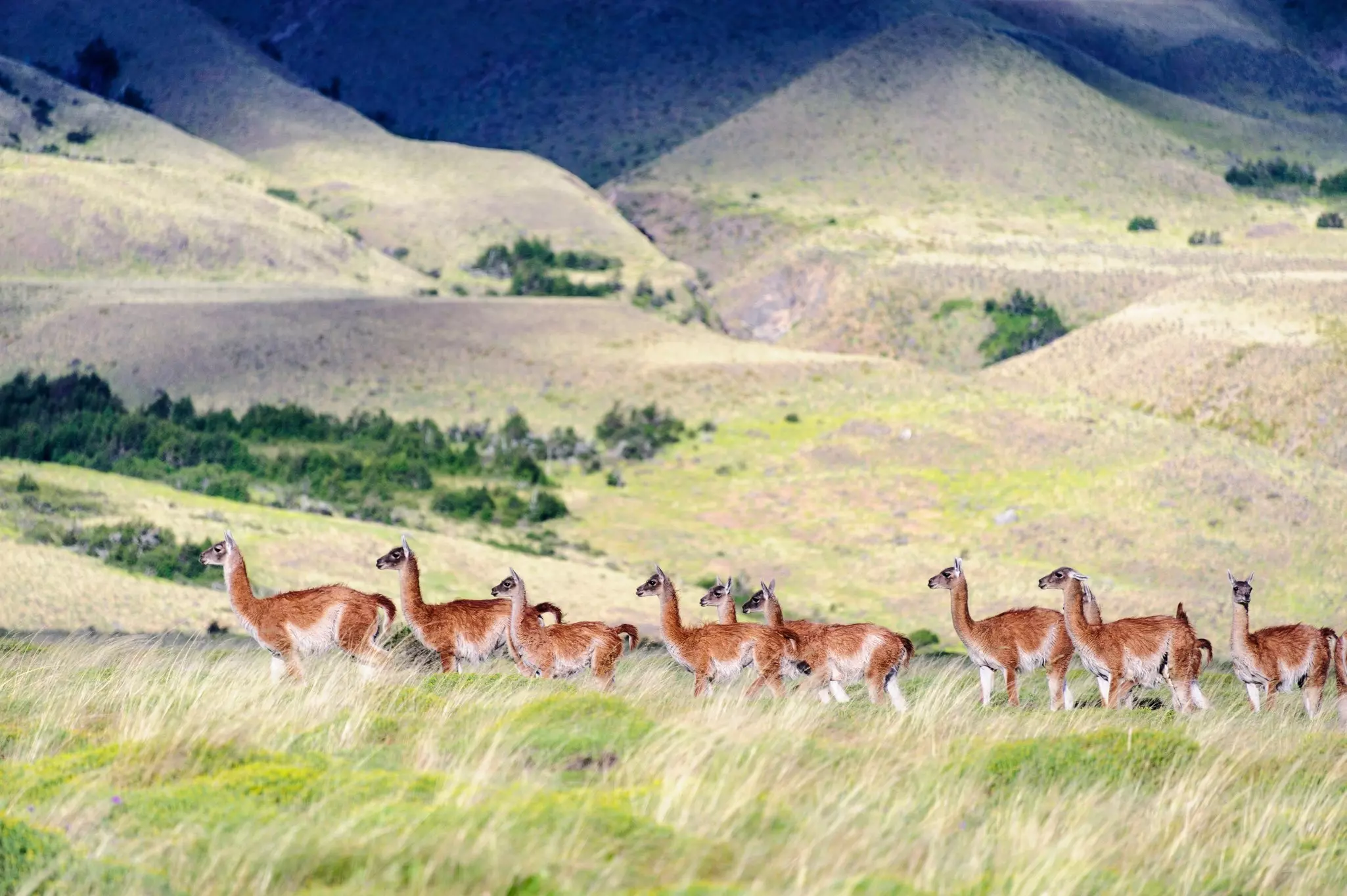 A herd of guanacos cross a field of tall grass in a hilly landscape.