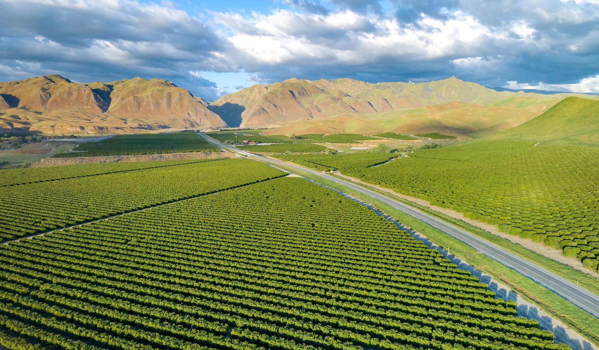 Aerial shot of rows of bright green olive bushes with large dirt mountains in the distance and a paved road cutting through the scene.