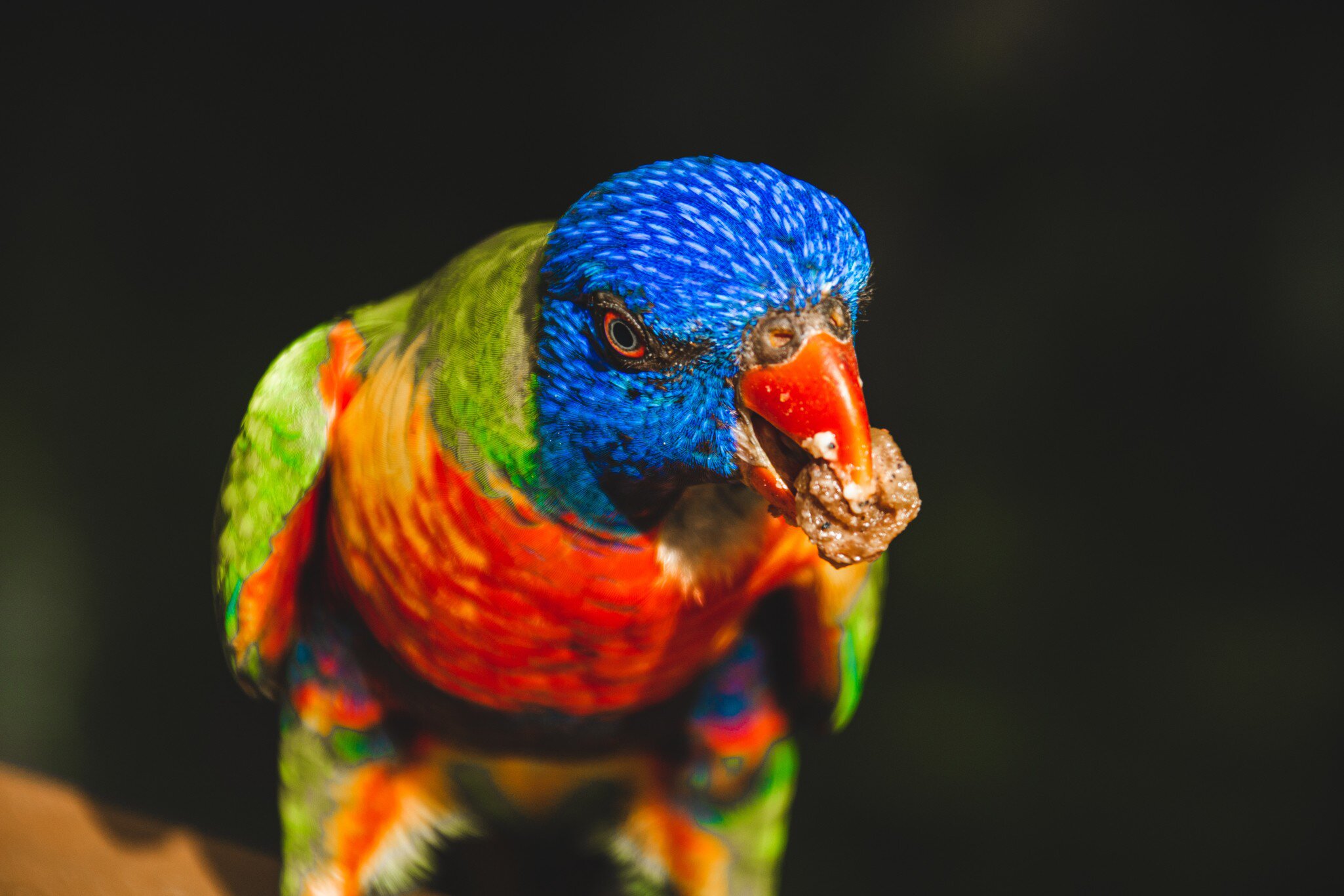 Rainbow Lorikeet at Wildlife Habitat Port Douglas in Queensland, Australia.