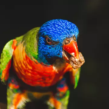 Rainbow Lorikeet at Wildlife Habitat Port Douglas in Queensland, Australia.