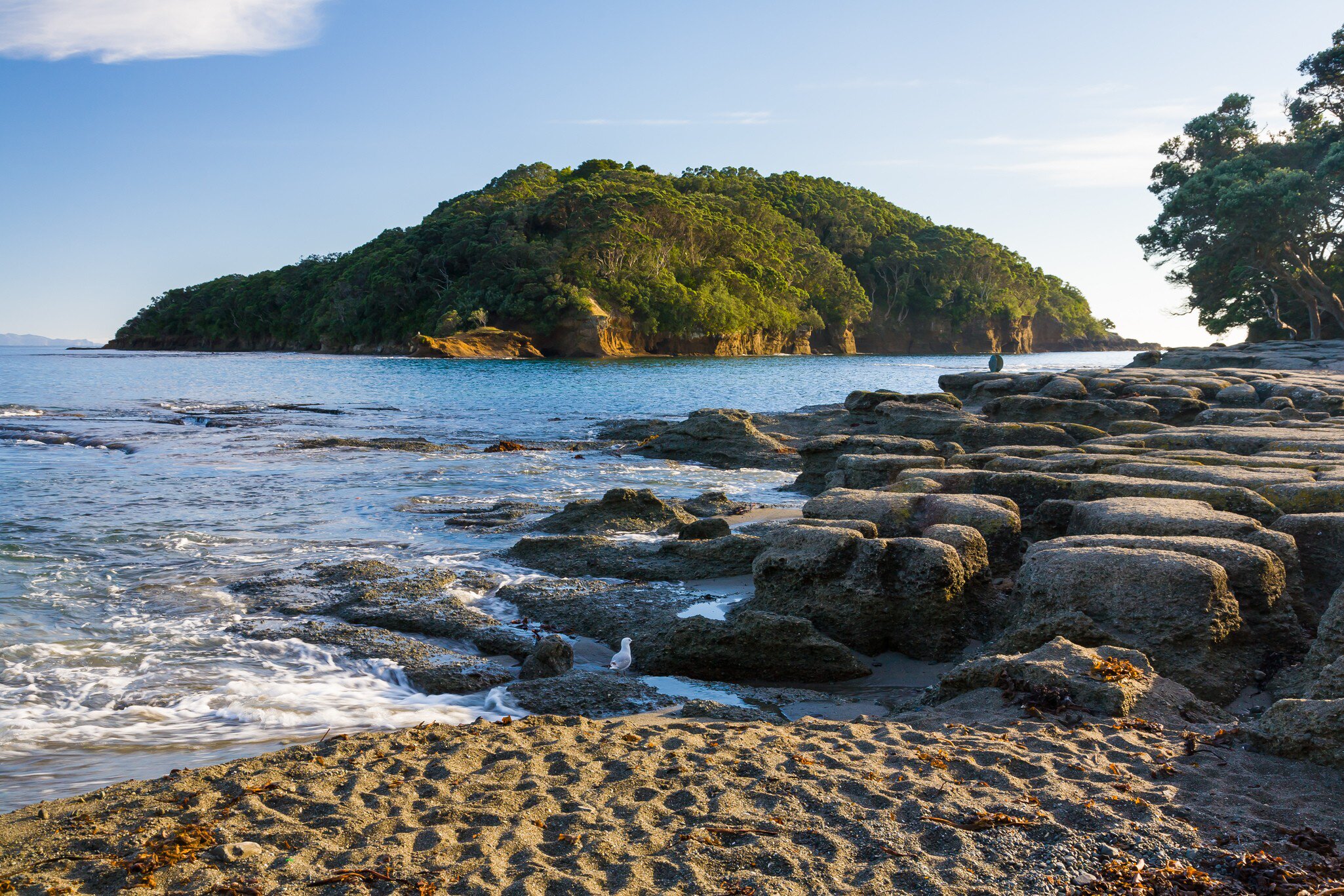 Goat Island Marine Reserve near Leigh North Island New Zeland.
