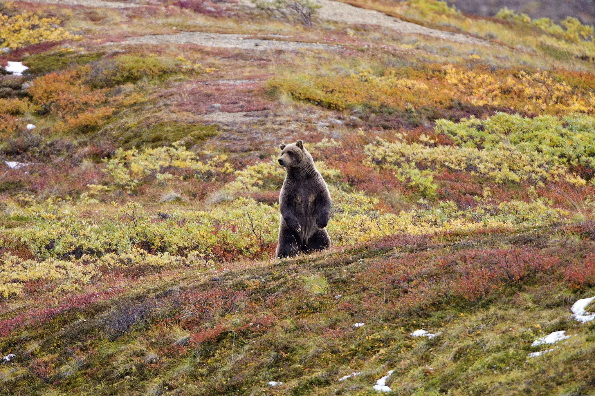 A grizzly bear stretches up on its hind legs in a wildflower meadow