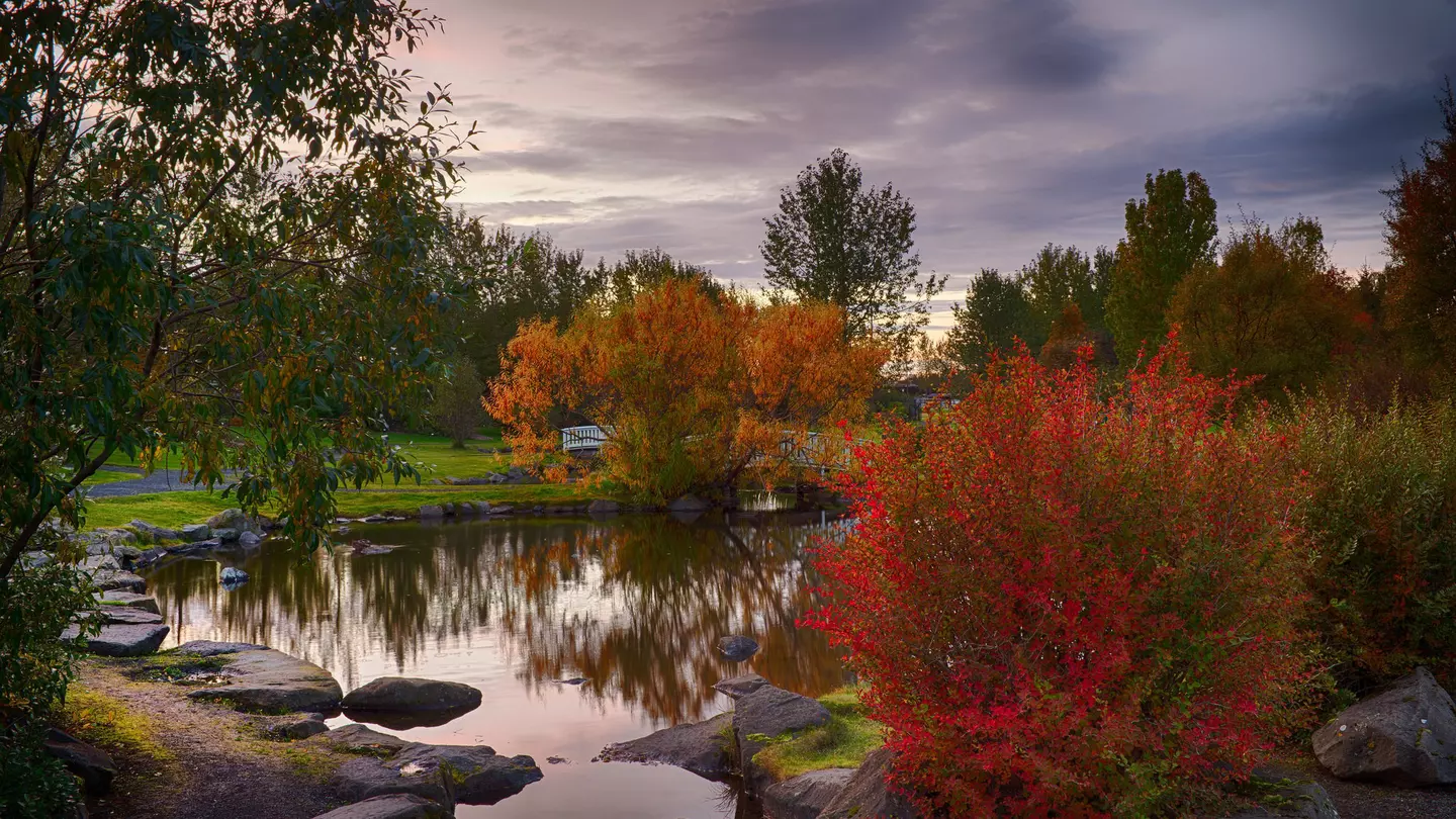 An autumnal shot of the botanical gardens in Laugardalur, featuring a glassy pond and color-changing trees
