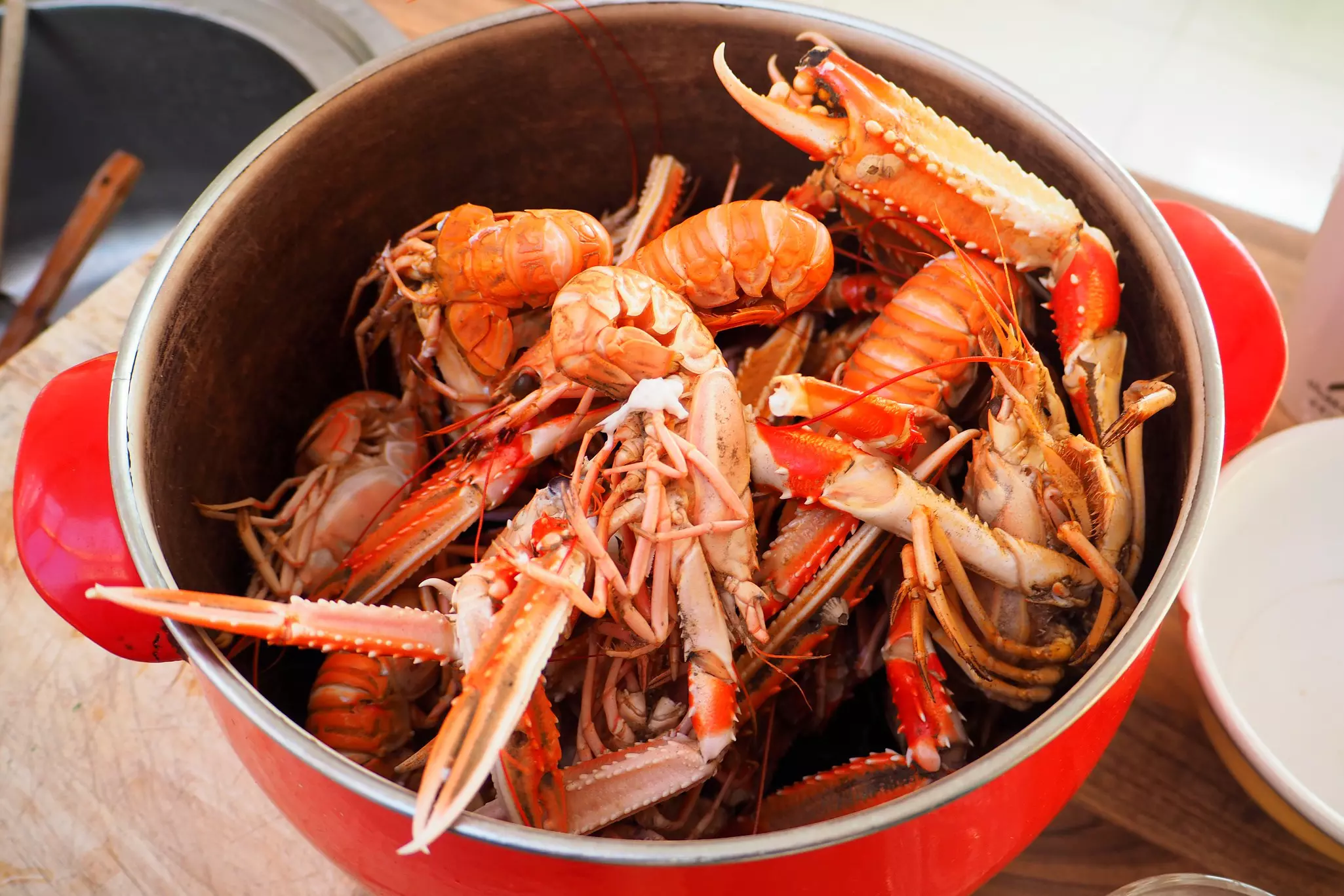 Cooked Dublin Bay prawns in a red pot. 