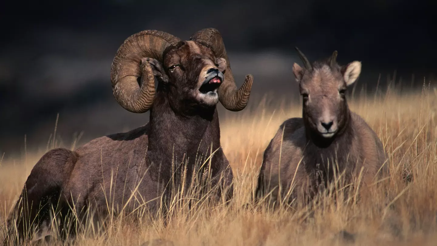 Two Rocky Mountain bighorn sheep sit in a field