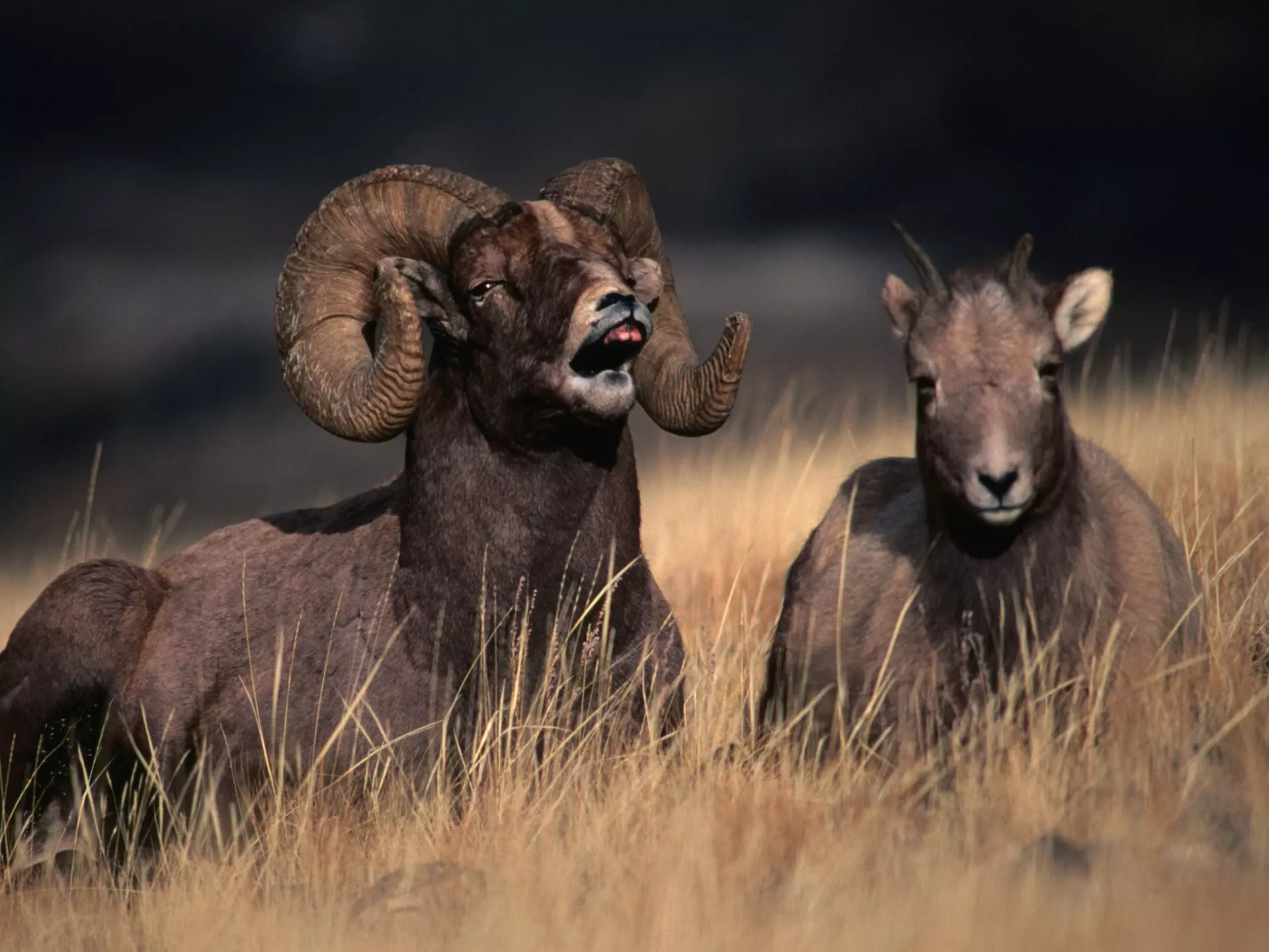 Two Rocky Mountain bighorn sheep sit in a field