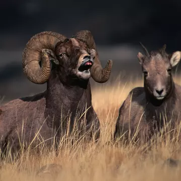 Two Rocky Mountain bighorn sheep sit in a field
