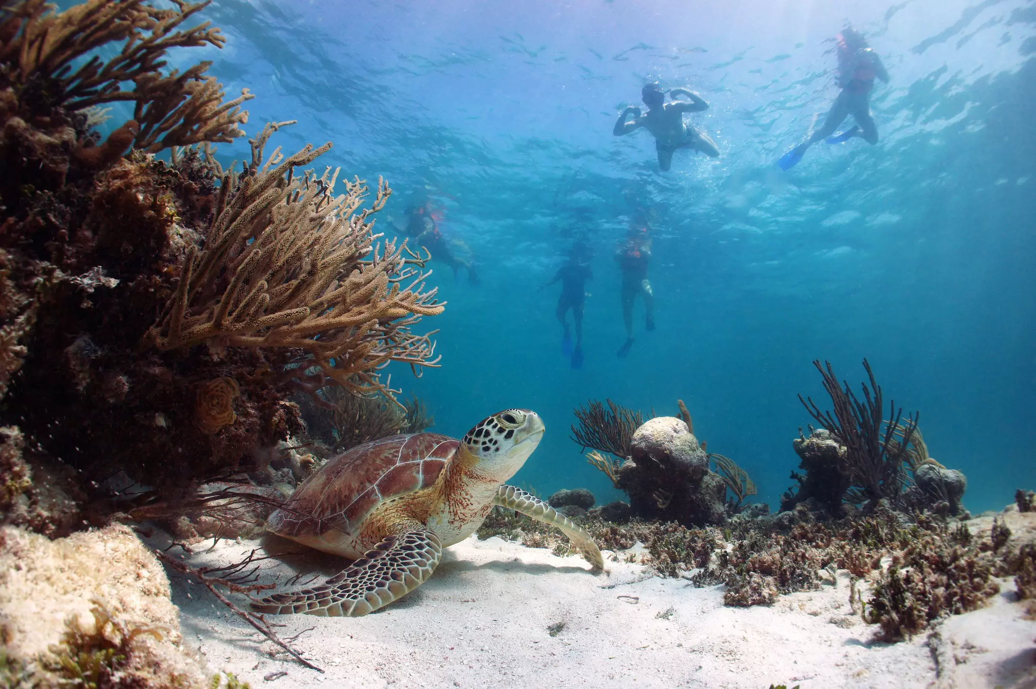 Snorkelers observe a sea turtle from a safe distance as it rests on the ocean floor.