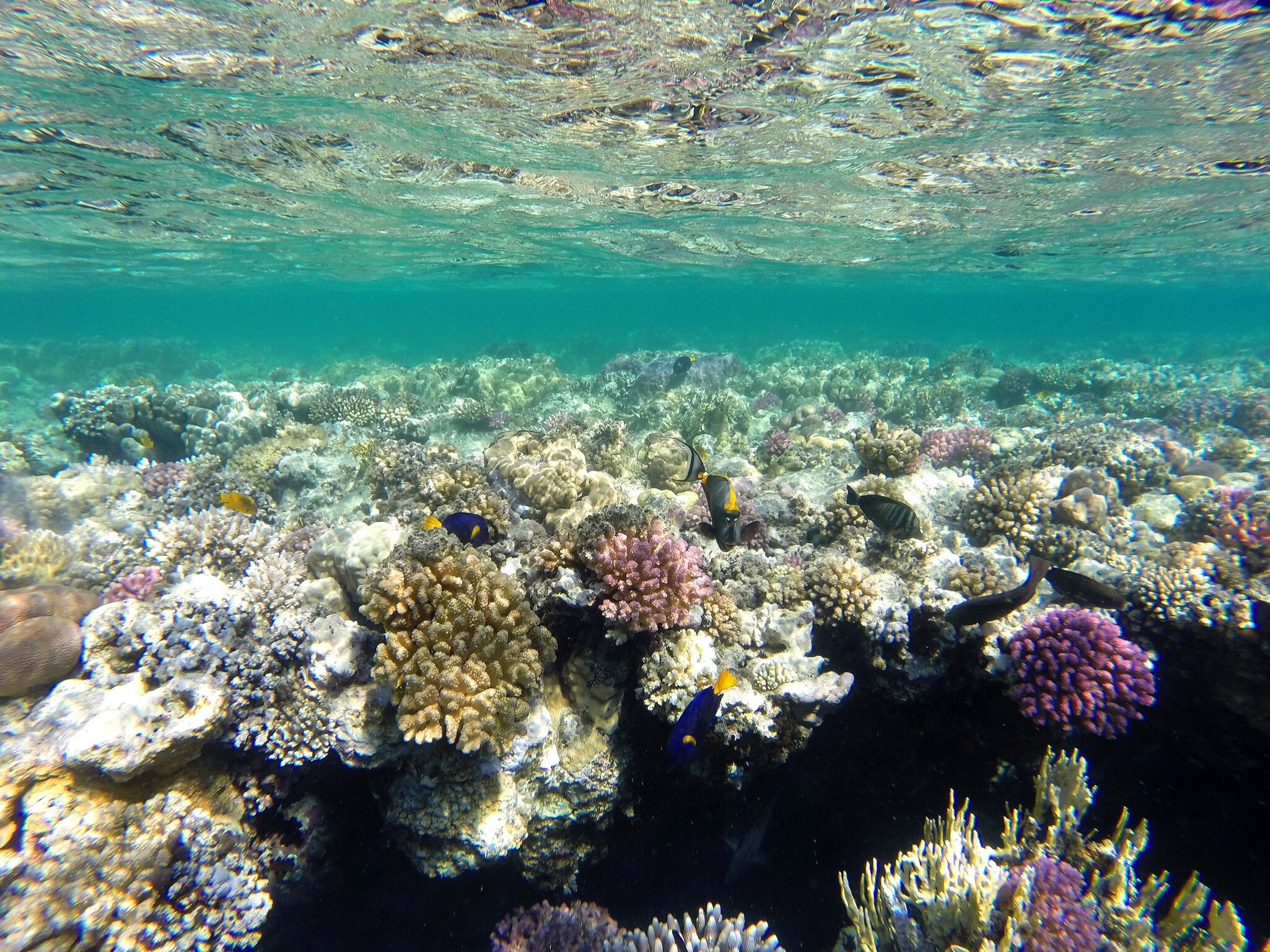 Coral Reef. Red Sea. Marsa Alam. (Photo by: EyeOn/UIG via Getty Images)
africa, animal, animals, coral reef, coelenterates, celenterate, corals, coral, egypt, fauna, seabed, seabeds, underwater pictures, red sea, sea, marsa alam, nature, nobody, northern africa, north africa, horizontal, underwater, scuba diving, zoology