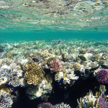 Coral Reef. Red Sea. Marsa Alam. (Photo by: EyeOn/UIG via Getty Images)
africa, animal, animals, coral reef, coelenterates, celenterate, corals, coral, egypt, fauna, seabed, seabeds, underwater pictures, red sea, sea, marsa alam, nature, nobody, northern africa, north africa, horizontal, underwater, scuba diving, zoology