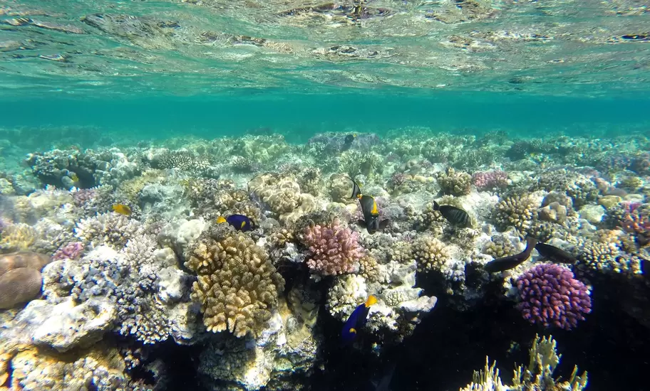 Coral Reef. Red Sea. Marsa Alam. (Photo by: EyeOn/UIG via Getty Images)
africa, animal, animals, coral reef, coelenterates, celenterate, corals, coral, egypt, fauna, seabed, seabeds, underwater pictures, red sea, sea, marsa alam, nature, nobody, northern africa, north africa, horizontal, underwater, scuba diving, zoology