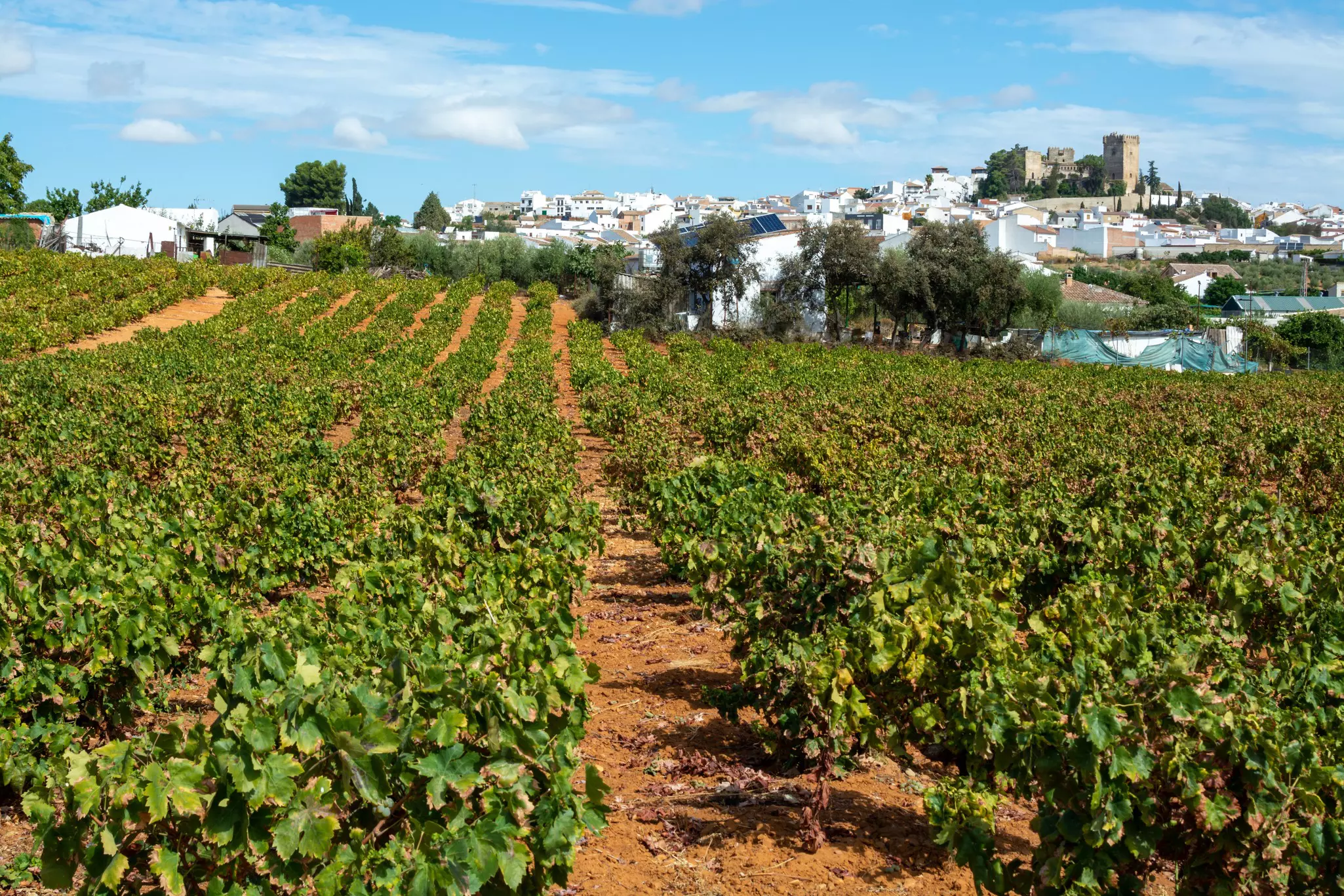 A vineyard in with rows of green grapevines.