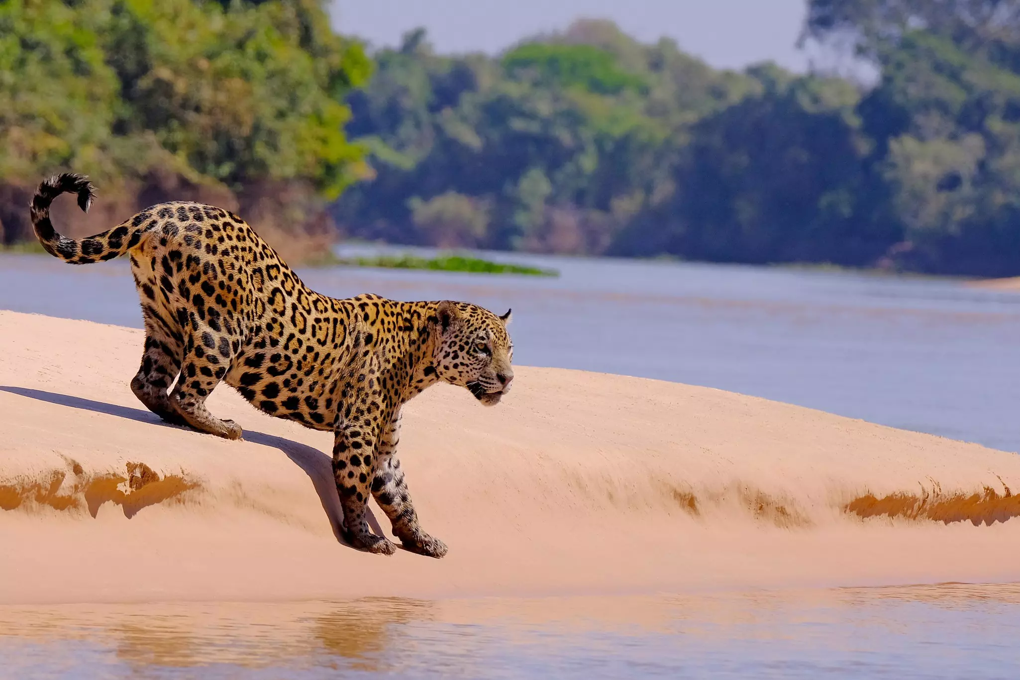 A jaguar on a sandbar island in the Pantanal, Brazil, with a river flowing behind.