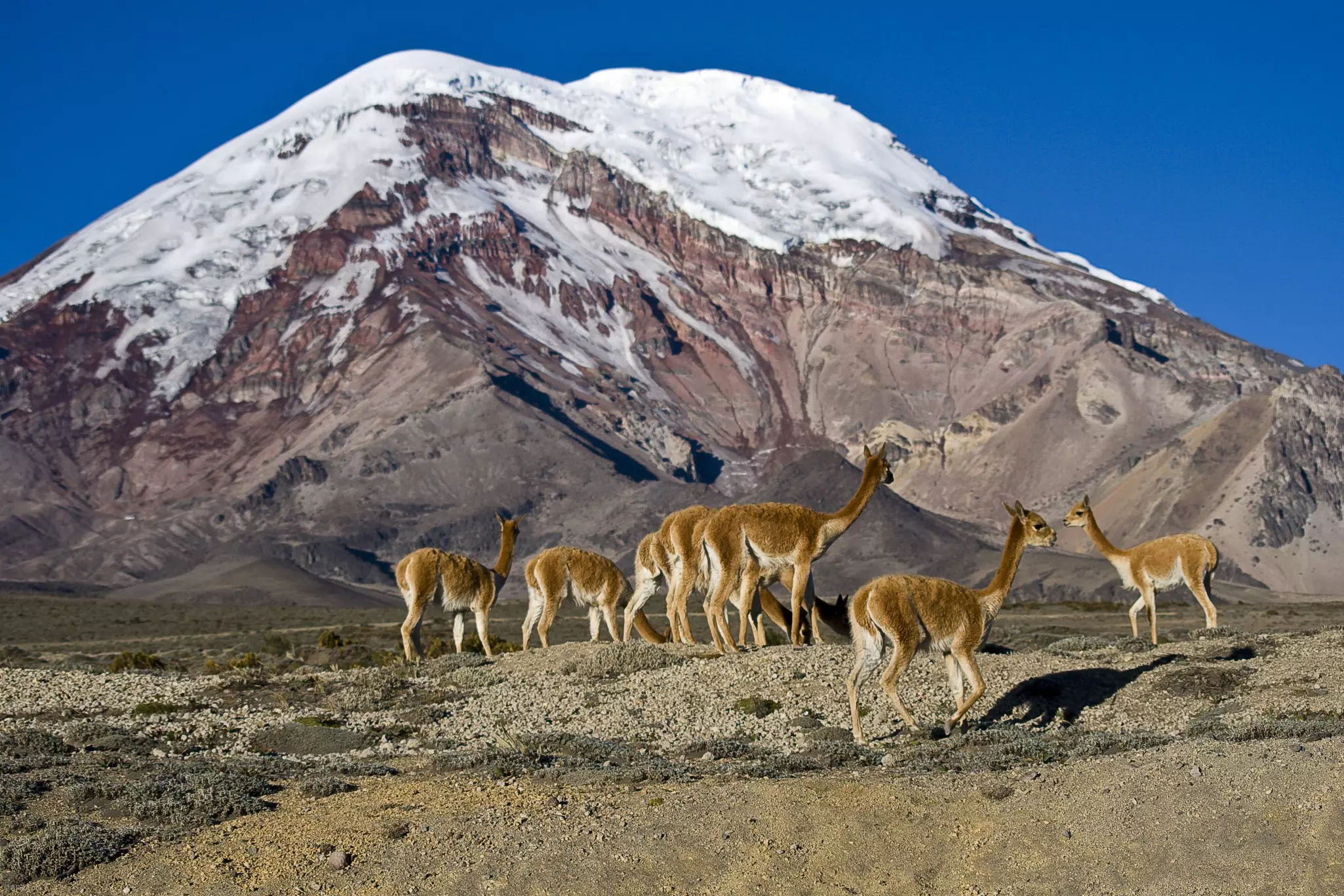 Wild Vicuñas - llama-like creatures - in a group at the foot of a snow-capped volcano