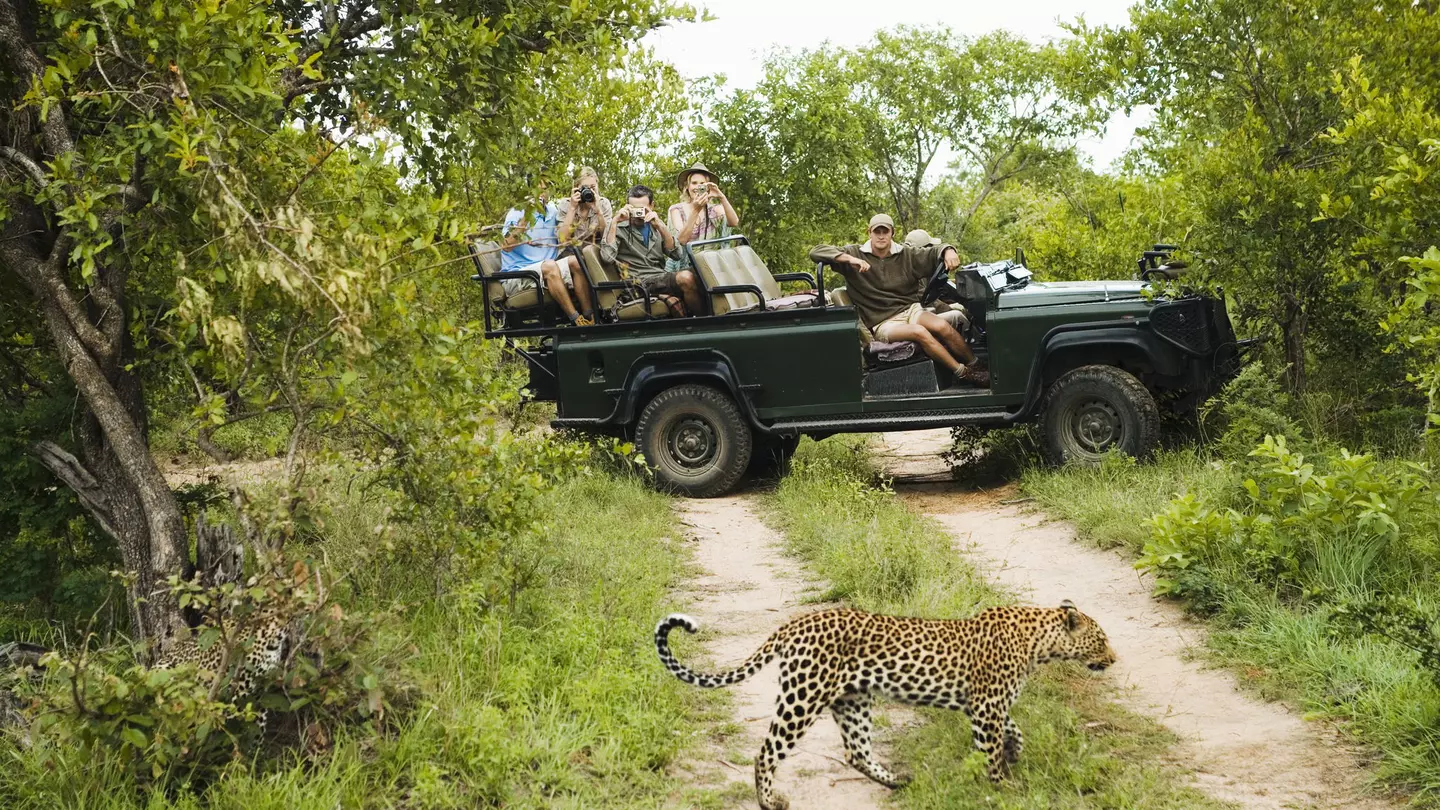 Leopard crossing a road in front of a safari group in Kruger National Park