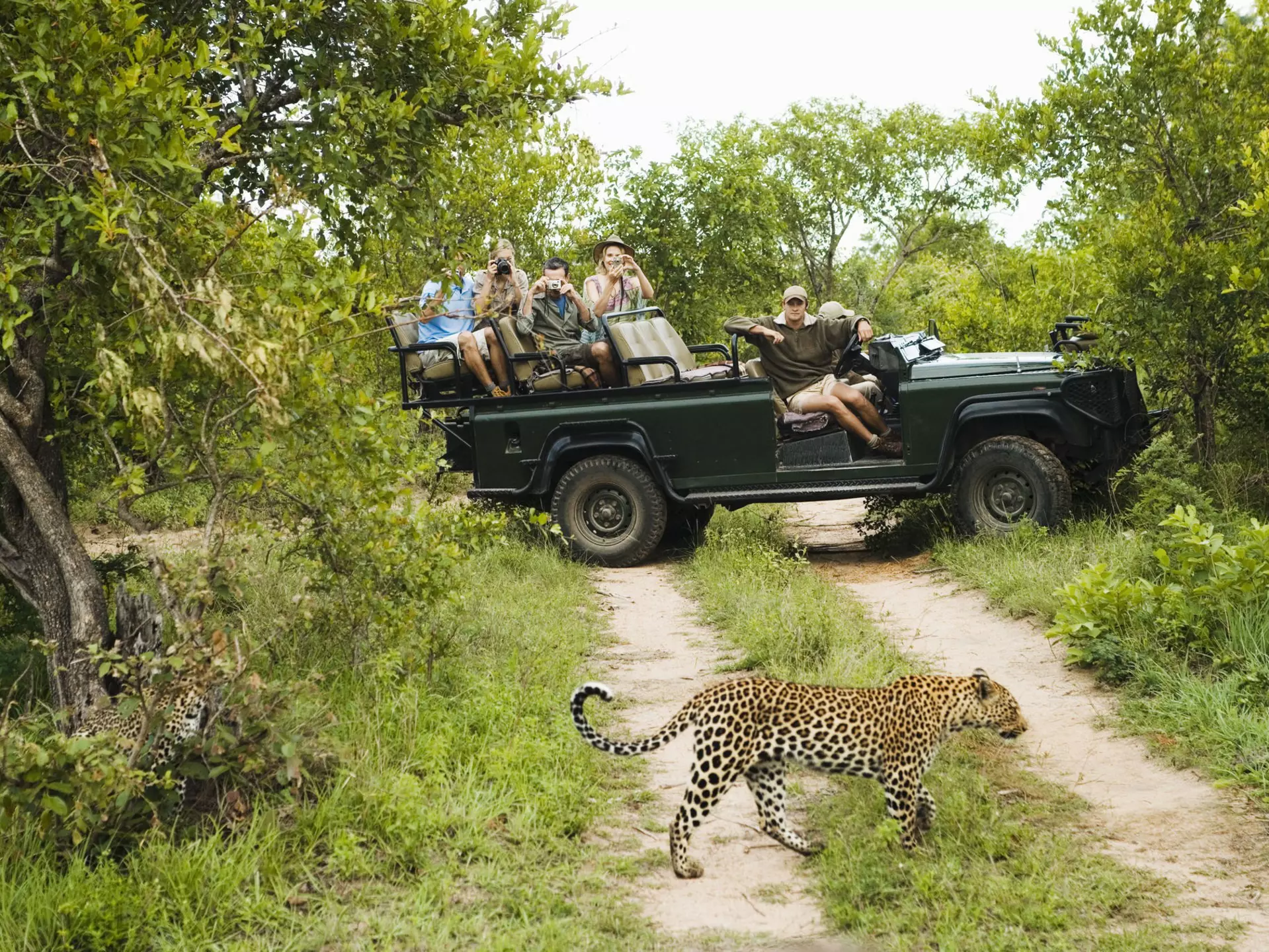 Leopard crossing a road in front of a safari group in Kruger National Park