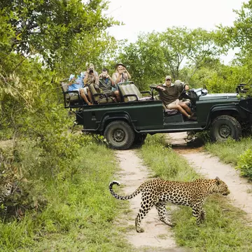 Leopard crossing a road in front of a safari group in Kruger National Park