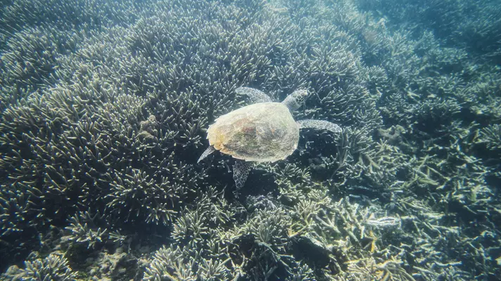 Lonely Planet Magazine, Issue 120, December 2018, Sri Lanka
A hawksbill sea turtle in the waters of Pigeon Island National Park.