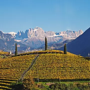 A hill covered in rows of vines below a vast range of granite mountain peaks.