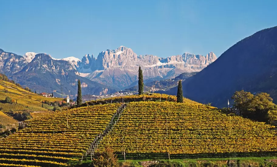 A hill covered in rows of vines below a vast range of granite mountain peaks.
